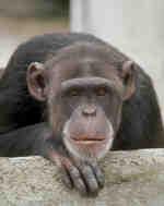 Por qué no desarrollan Alzheimer los monos