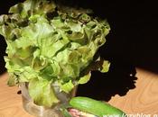 lechugas vivas pepinos Berasategui