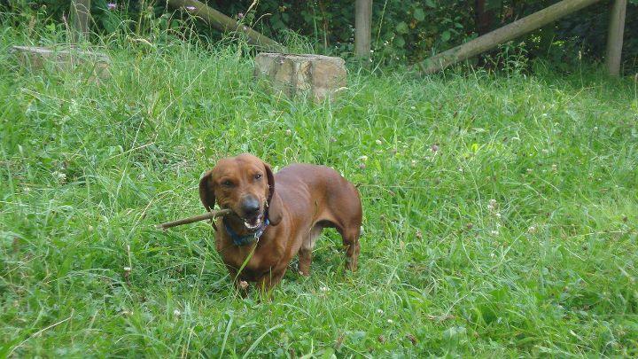 El rincón de la adoptante . Ana y Otto