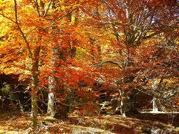 Leyenda del Hayedo de Montejo (Madrid)