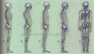 Los distintos tipos de posturas de la columna vertebral