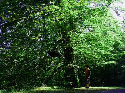 bosque de peloño