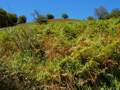 bosque de peloño