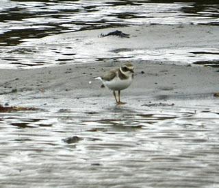 A vueltas con los chorlitejos