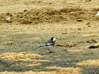 A vueltas con los chorlitejos