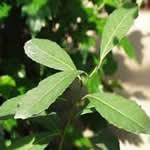 planta medicinal mate