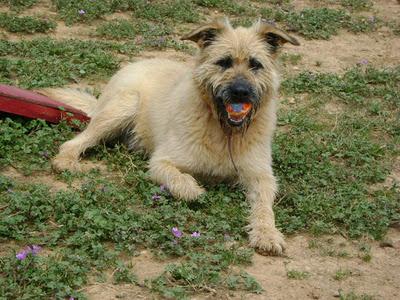 Gorki la campera en Huesca.