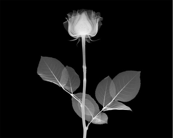 Impresionantes fotografías utilizando rayos X