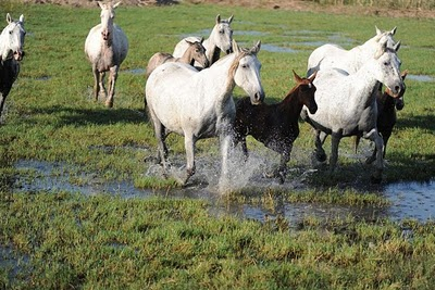 El sanador de caballos (Gonzalo Giner)