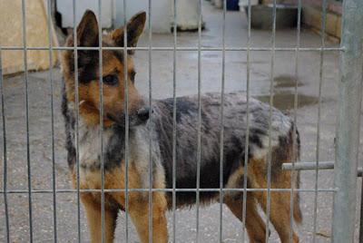 Roki solo pide un trocito de cobijo, se lo merece después de lo vivido...
