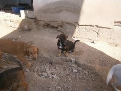 TEKLY PERRITO MINI CRUCE DE TECKEL BUSCA FAMILIA URGENTE!!!