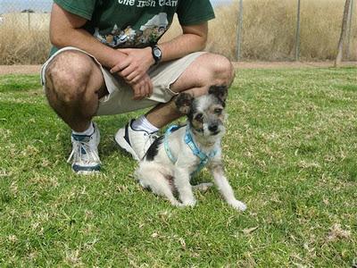 Chiro, precioso perrito tamaño peque en adopción.