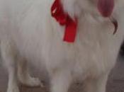 PERRA SAMOYEDO desaparecida Torís. (Valencia)