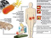 crisis pepinos Ecoli