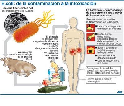 La crisis de los pepinos y la Ecoli