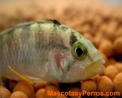 fotos peces Pandurini 