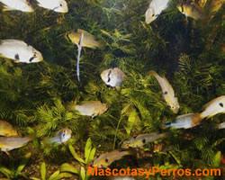 fotos peces Pandurini 