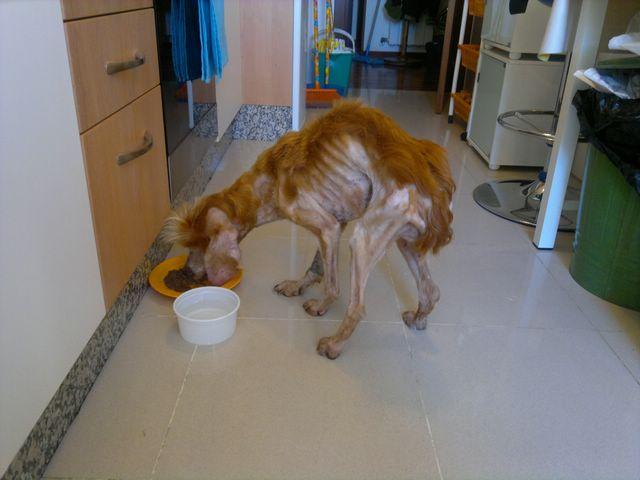 Casa de acogida o adoptante para un cocker spaniel en los huesos