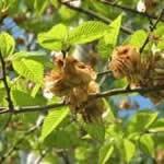 fotos olmo planta curativa