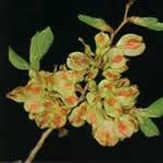 fotos olmo planta curativa