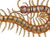 noche escolopendra