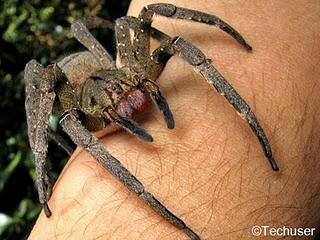 ¿Sabías que existe una araña cuya picadura causa una erección que dura horas?