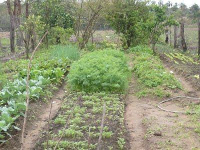 Tratamientos antiparasitarios en Huertas