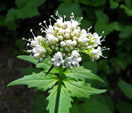 valeriana Valeriana como sedante