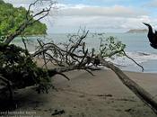 Playa tropical obstáculos