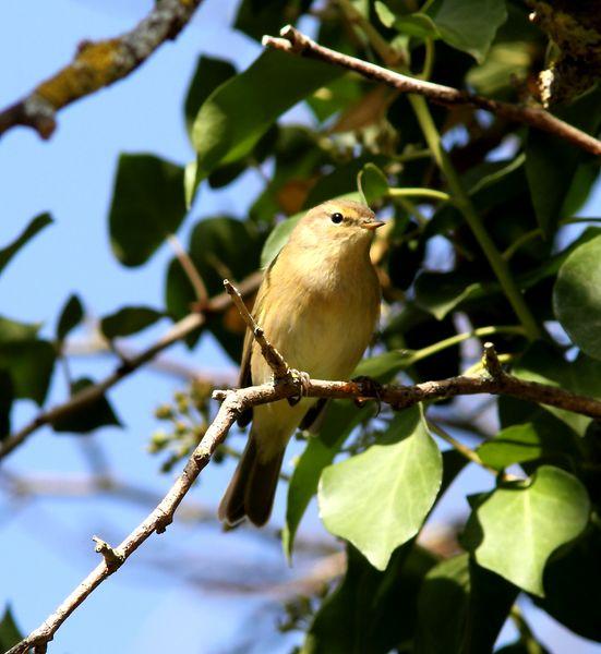 LLEGÓ EL OTOÑO A NAVARRA