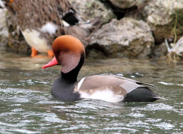 LLEGÓ EL OTOÑO A NAVARRA