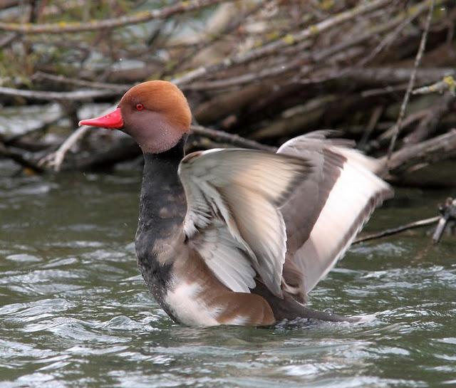 LLEGÓ EL OTOÑO A NAVARRA