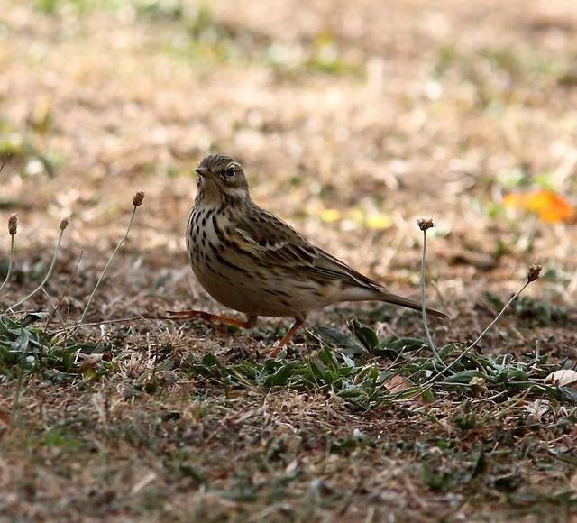 LLEGÓ EL OTOÑO A NAVARRA