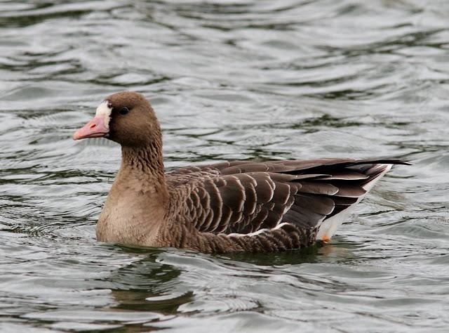 LLEGÓ EL OTOÑO A NAVARRA