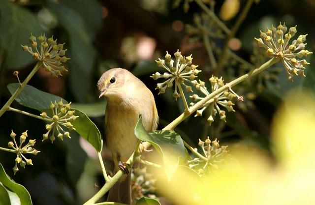 LLEGÓ EL OTOÑO A NAVARRA