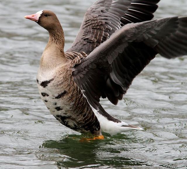 LLEGÓ EL OTOÑO A NAVARRA