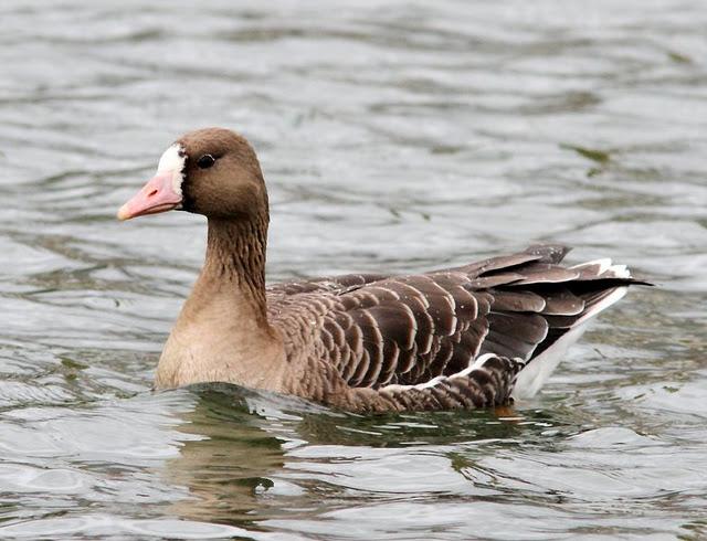 LLEGÓ EL OTOÑO A NAVARRA