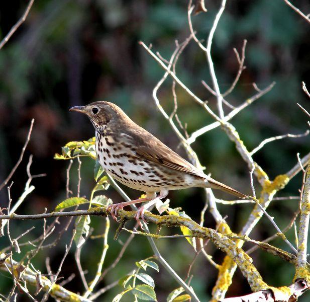 LLEGÓ EL OTOÑO A NAVARRA