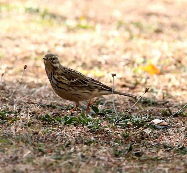 LLEGÓ EL OTOÑO A NAVARRA