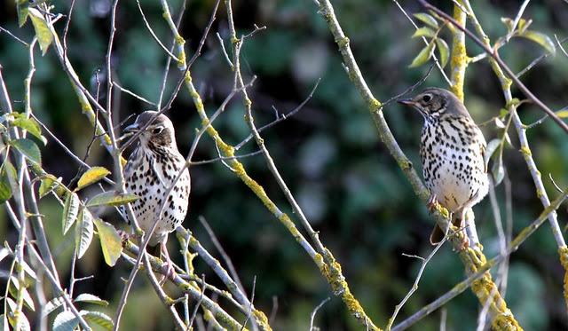LLEGÓ EL OTOÑO A NAVARRA