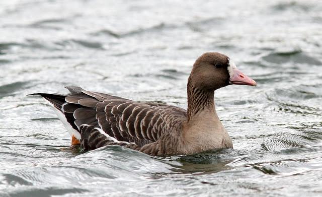 LLEGÓ EL OTOÑO A NAVARRA