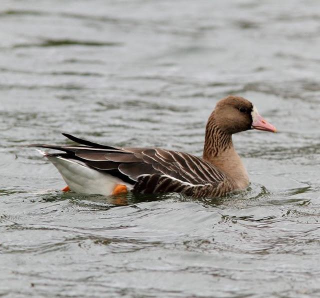 LLEGÓ EL OTOÑO A NAVARRA
