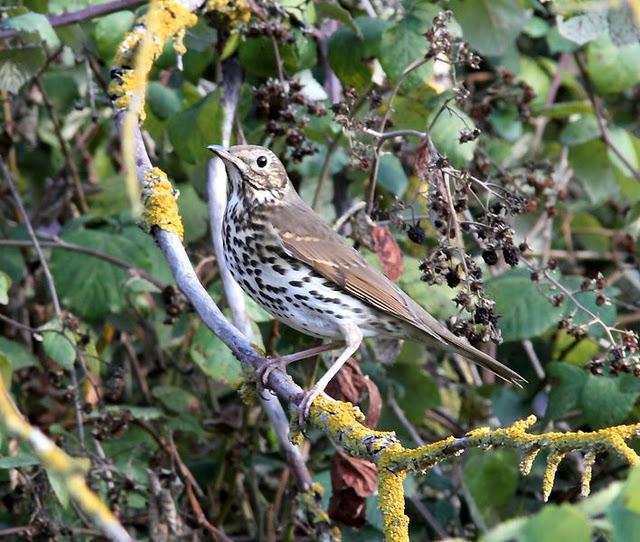LLEGÓ EL OTOÑO A NAVARRA