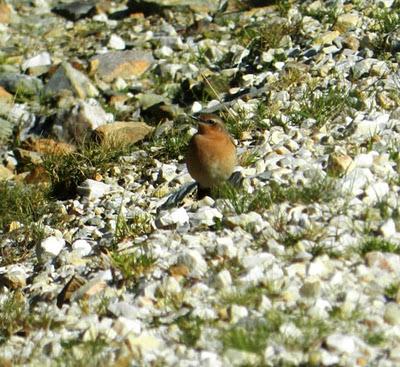 De nuevo el nival y la collalba