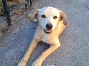 (MURCIA): URGENTE!, tengo donde tenerle cachorrito. SCOTY, cariñoso imposible!!