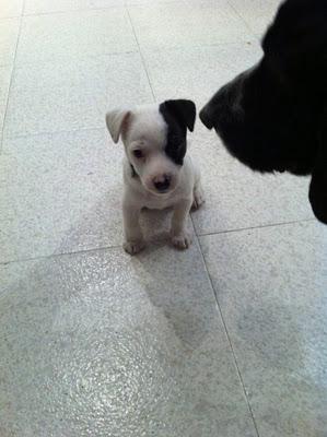 SOS, MILKA, CACHORRITA MINI, LA LLEVAN A LA PERRERA!!