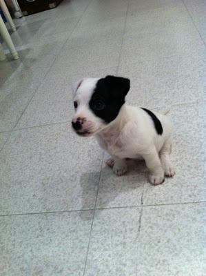 SOS, MILKA, CACHORRITA MINI, LA LLEVAN A LA PERRERA!!