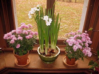 Forzar bulbos de otoño en el interior