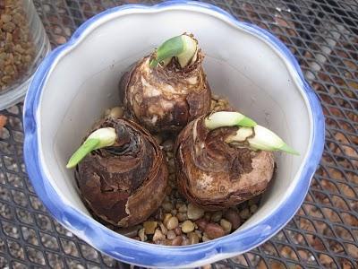 Forzar bulbos de otoño en el interior