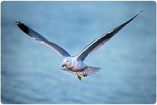 Txoria Txori. Una canción para una paz párvula.